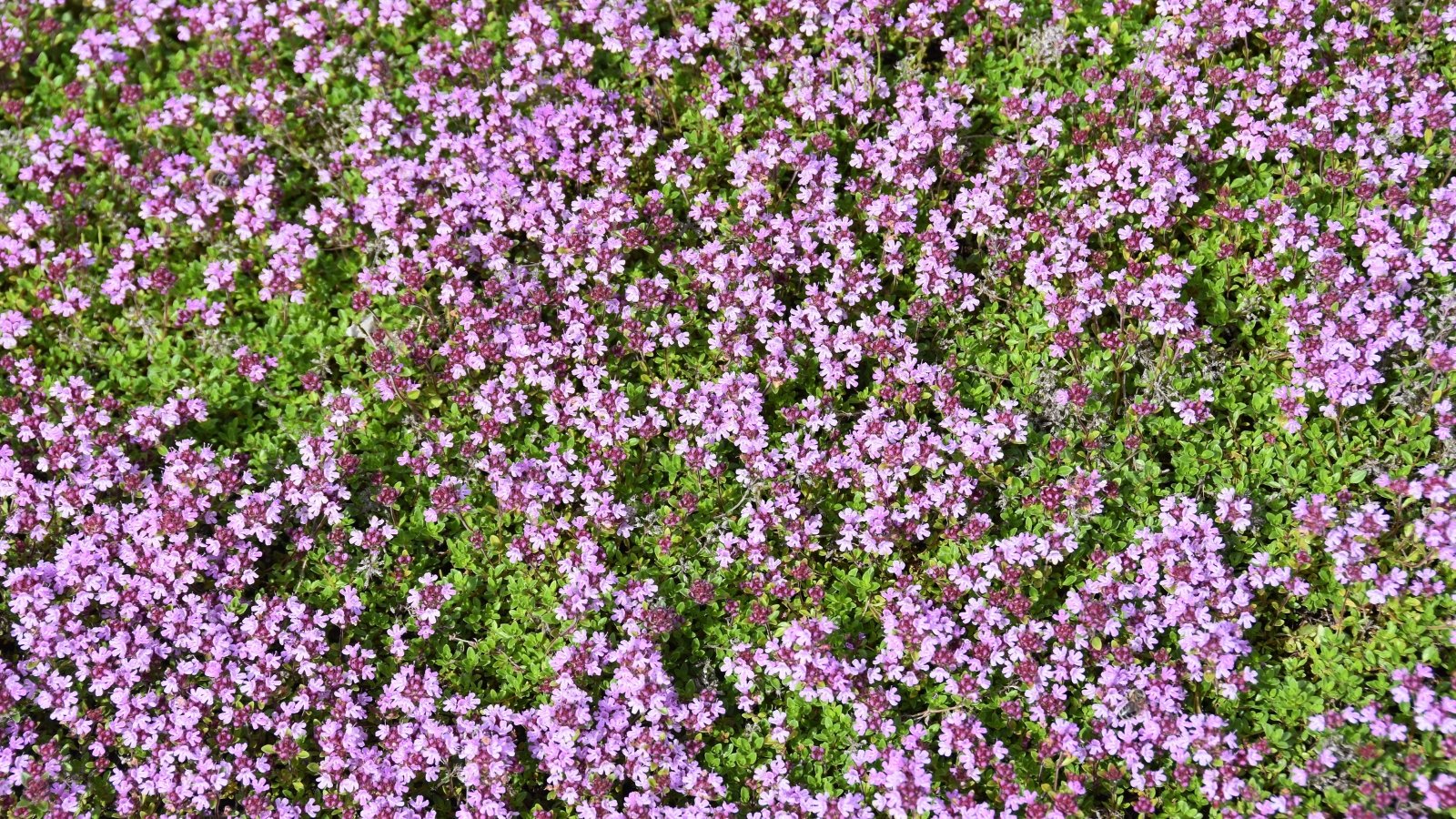 The becoming method to Plant, Develop, and Care for Creeping Thyme