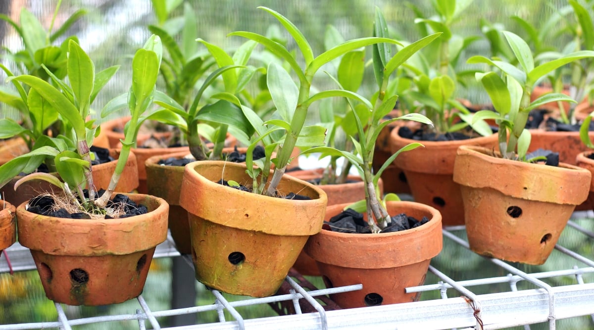 orchids in clay pots