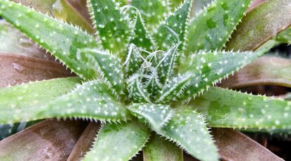 A close-up captures the intricate details of a ‘Minnie Belle’ aloe plant from above. The spiky, white leaves unfurl from the center, resembling a flower in bloom. The aloe’s rosette form creates a mesmerizing geometric pattern, with each leaf spiraling outwards from the core.