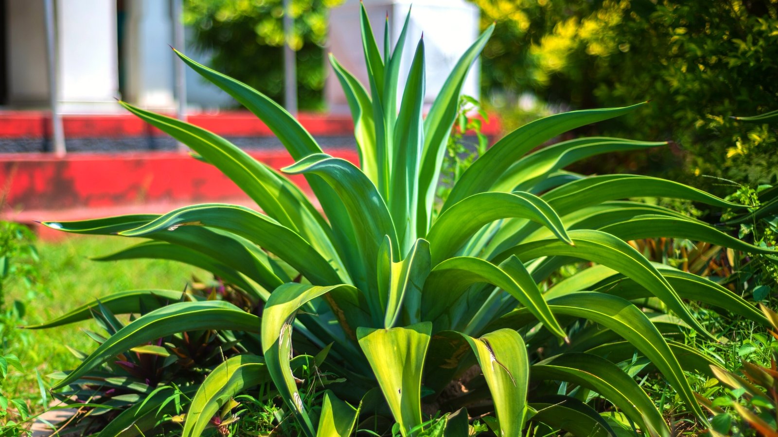 13 Agave Varieties for Your Indoor or Exterior Yard