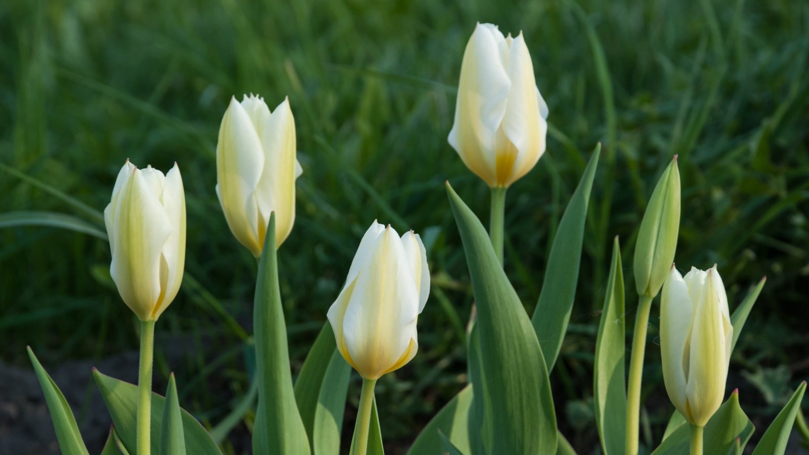 Methods to Plant, Develop, and Take care of Fosteriana Tulips