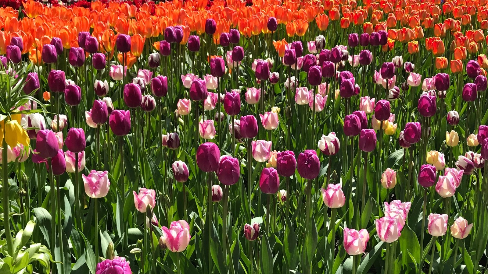 23 Showstopping Tulip Varieties You Seemingly Have not Tried