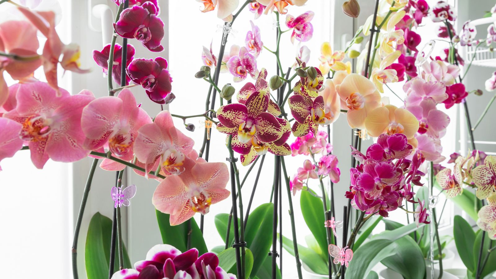 11 Indicators It is Time to Repot Your Orchid