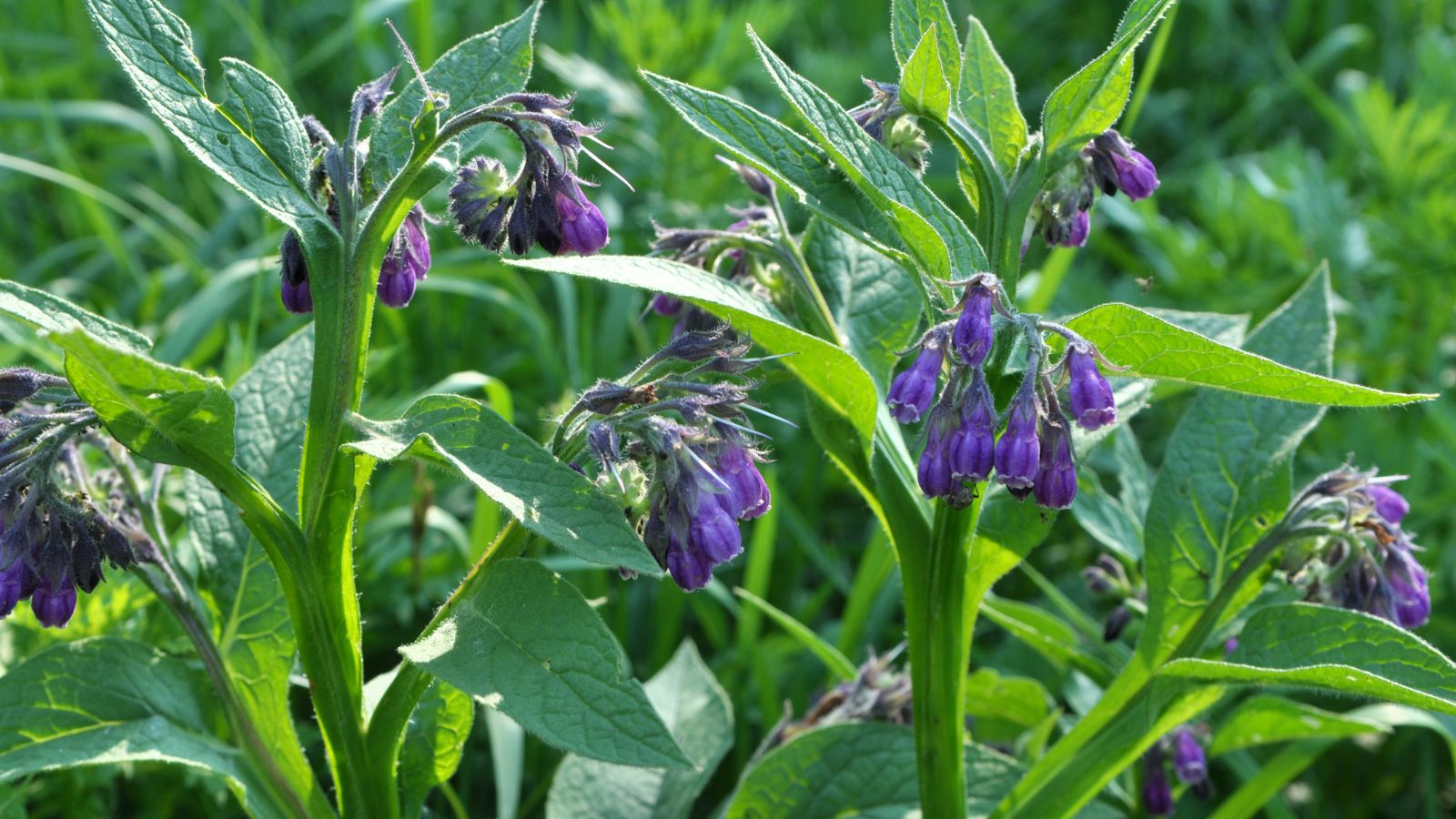 One of the simplest ways to Plant, Develop, and Handle Comfrey