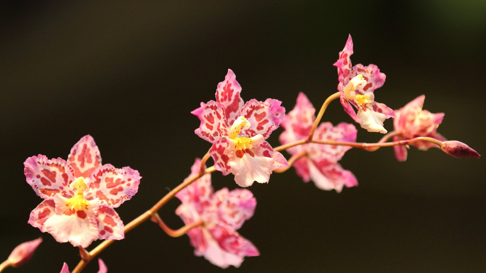 11 Straightforward Orchids That Are Just about Not potential to Kill