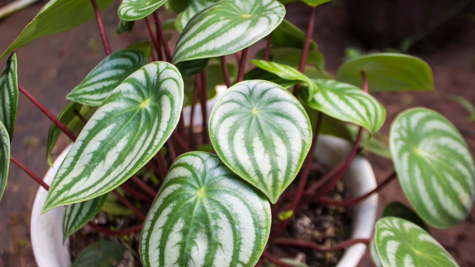 21 Child-Good Houseplants for Your Budding Plant Fanatic