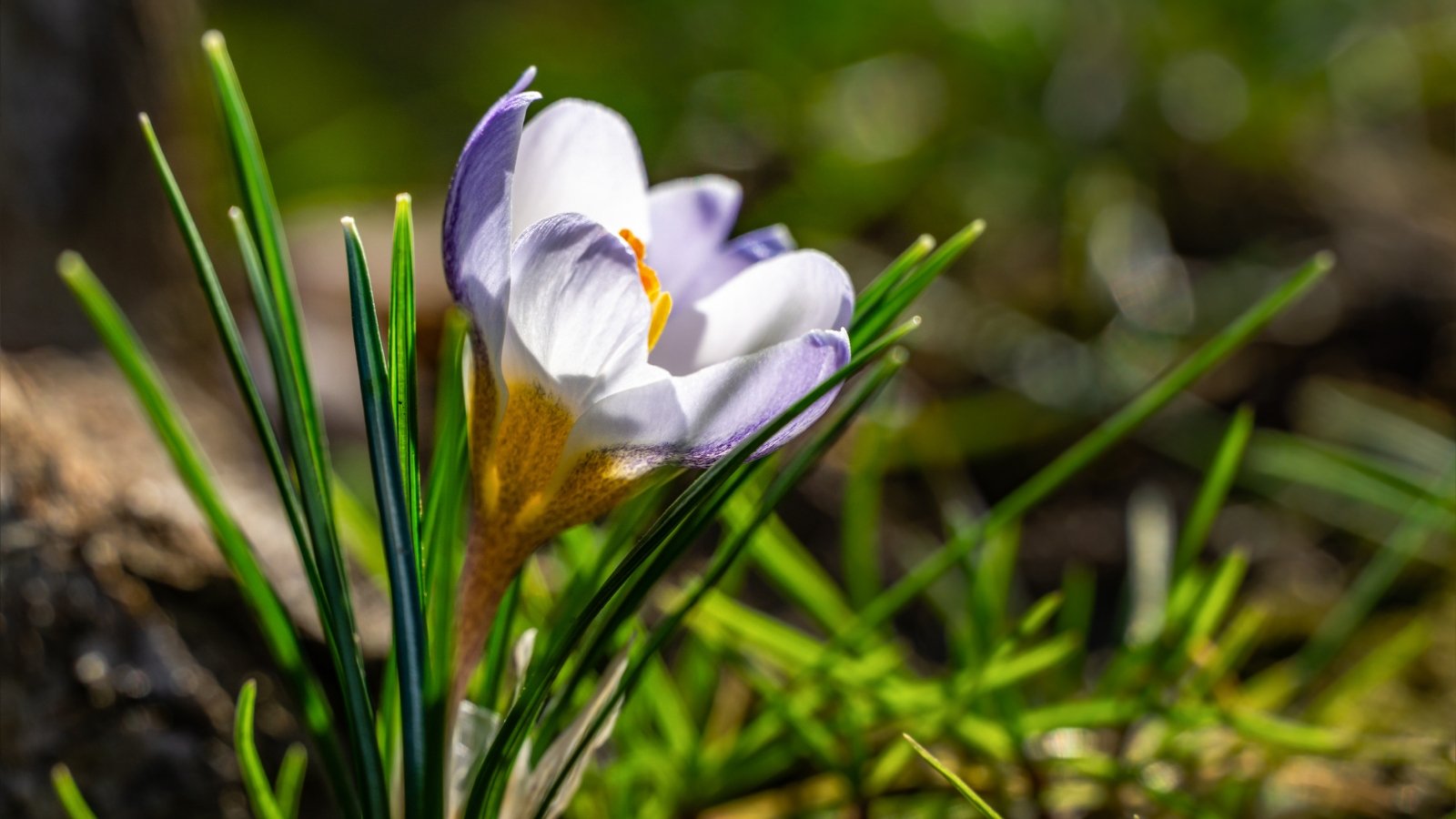 Plant These 15 Bulbs in October for a Fairly Spring Yard