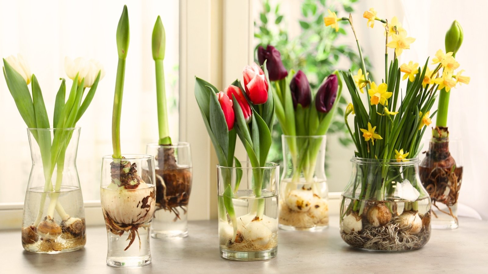 Plant These 13 Flowering Bulbs Now For Journey Displays