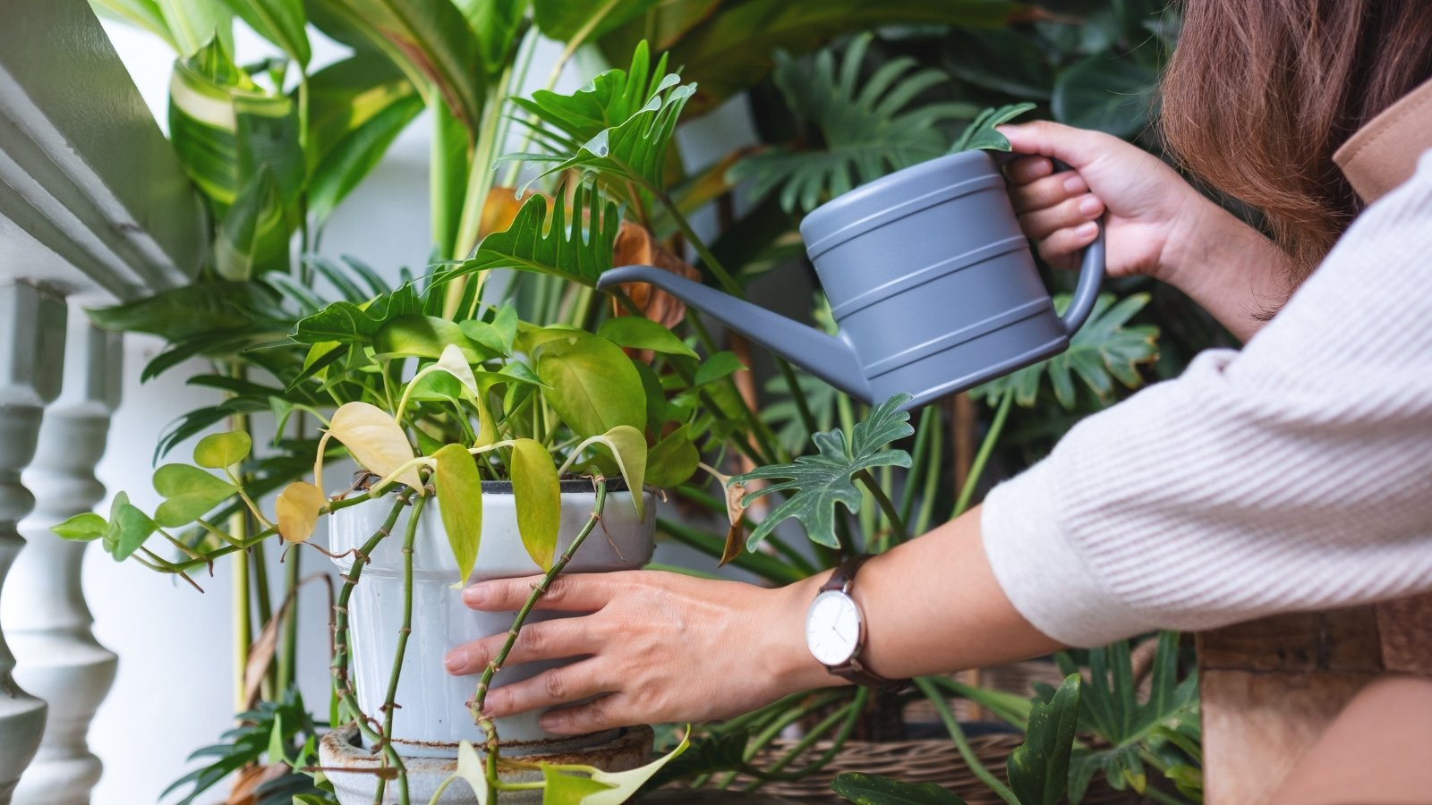 When and How Fairly quite a bit to Within the discount of Houseplant Watering For the Off Season