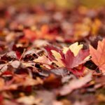 Why and How You Must Depart the Leaves This Fall