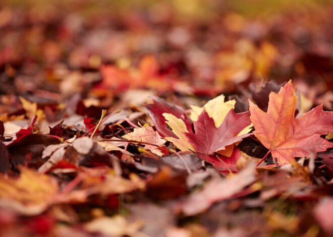 Why and How You Must Depart the Leaves This Fall