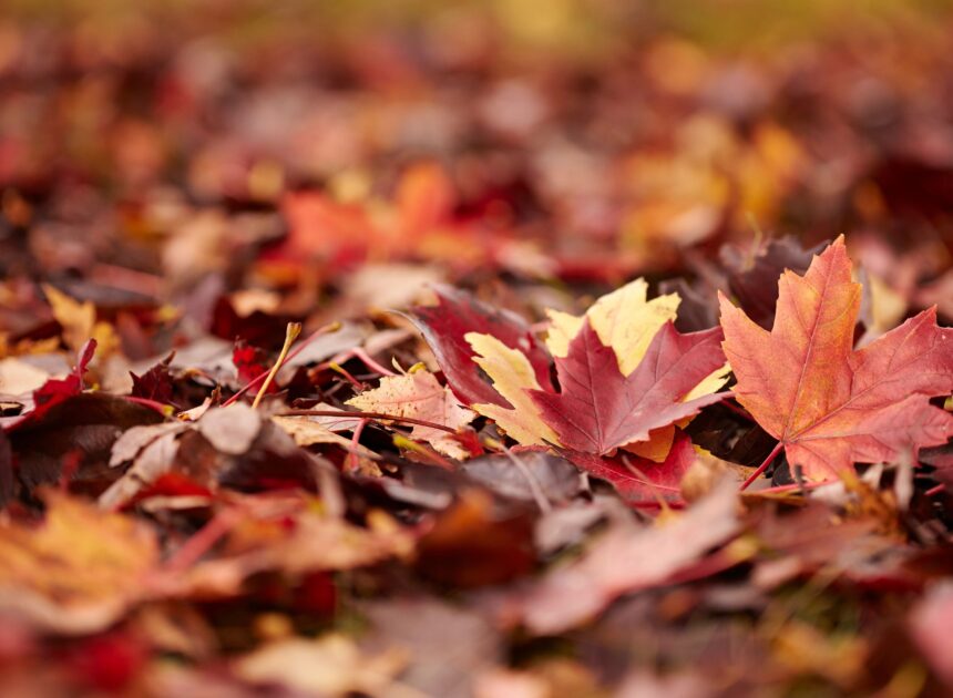 Why and How You Must Depart the Leaves This Fall