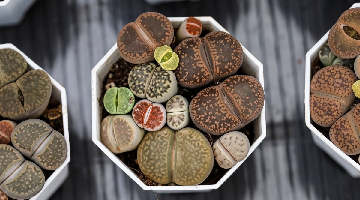  Close-up of Lithops in a white pot on a gray table. Lithops are distinctive succulents with a unique appearance. These small, desert-dwelling plants have evolved to mimic the appearance of stones or pebbles. Lithops consist of two fleshy, leaf-like structures fused together, forming a cleft at the top that resembles a slit or fissure. The surfaces of the leaves are patterned with intricate markings and textures.