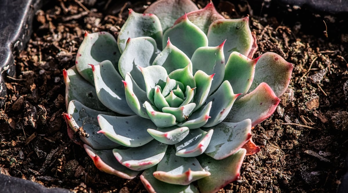 Close-up of Echeveria glauca in a black pot. This rosette-forming plant features thick, fleshy, and powdery blue-green leaves that have a waxy coating, giving them a striking and glaucous appearance. The leaves are arranged in a tight, symmetrical rosette, and their edges display delicate pinkish-red pointed tips.