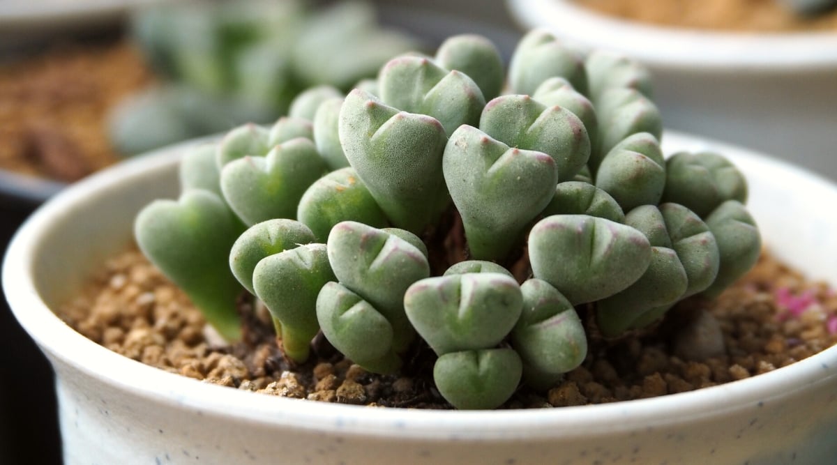 Close-up of Conophytum in a white ceramic pot. These small, globular plants consist of pairs of fused leaves that form a rounded, pebble-like structure. The leaves are gray-green with purple-pink tips.