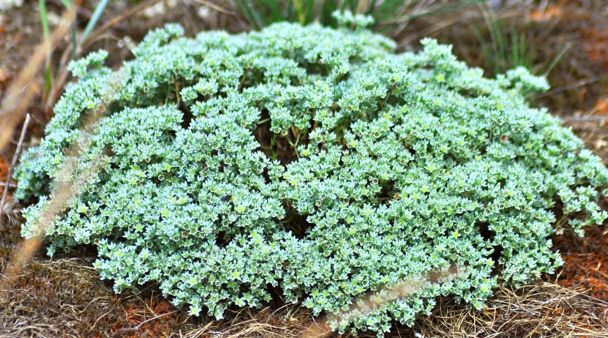 Close-up of Sedum stonecrop in the garden. This is a low-growing plant that forms dense mats or clusters of fleshy leaves. The leaves are small, triangular in shape, blue-green in color with a waxy coating.