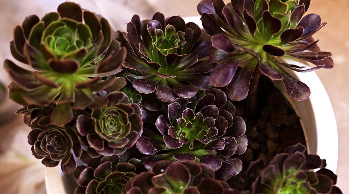 Close-up of Aeonium arborescens in a white pot on a blurred background. This evergreen perennial forms a branching, shrub-like structure with stems that hold rosettes of plump, spoon-shaped leaves. The leaves are typically variegated, ranging from light green to dark purple or burgundy, and they cluster at the ends of the stems, creating a visually striking effect.