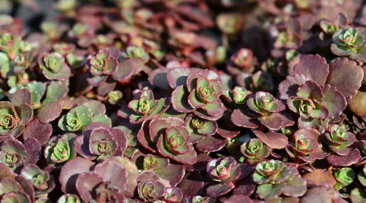 Close-up of a growing succulent plant Sedum spurium 'Schorbuser Blut' in a sunny garden. The plant has beautiful little rosettes of fleshy, rounded, dark burgundy leaves and green centers.