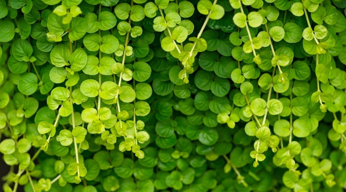 Close-up of many vines of the plant Lysimachia nummularia in the garden. Creepers are covered with small, round, bright green leaves.