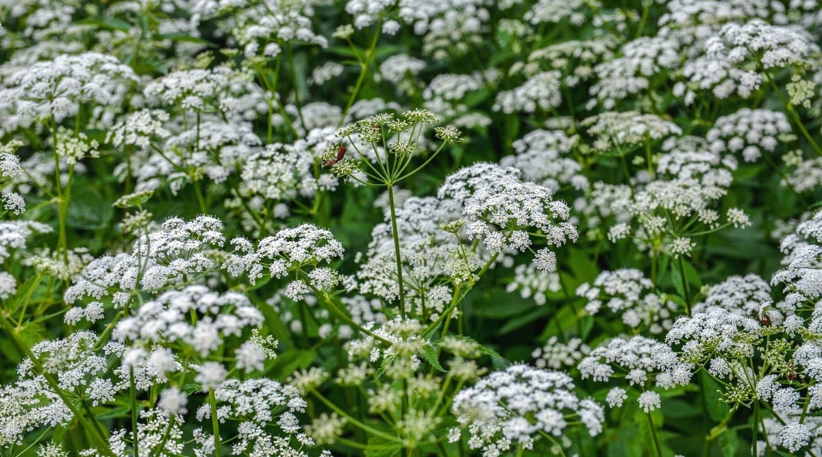 Close-up of a flowering plant Aegopodium podagraria. The plant has thin long bare stems with white soaring inflorescences of tiny flowers.