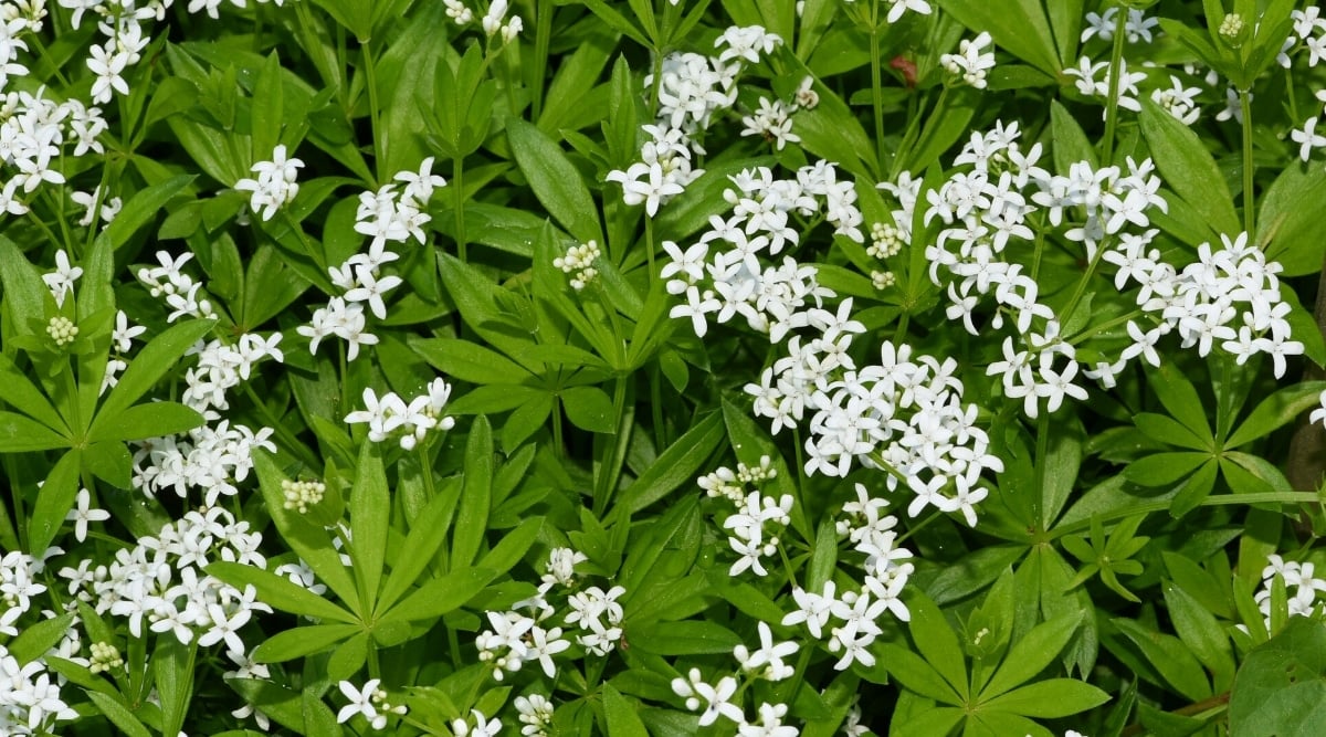 Top view, close-up of ground cover plant Galium odorata. The plant has bright green, narrow leaves arranged in whorls around the stems. Sweet Woodruff has tiny 4 petal white flowers.