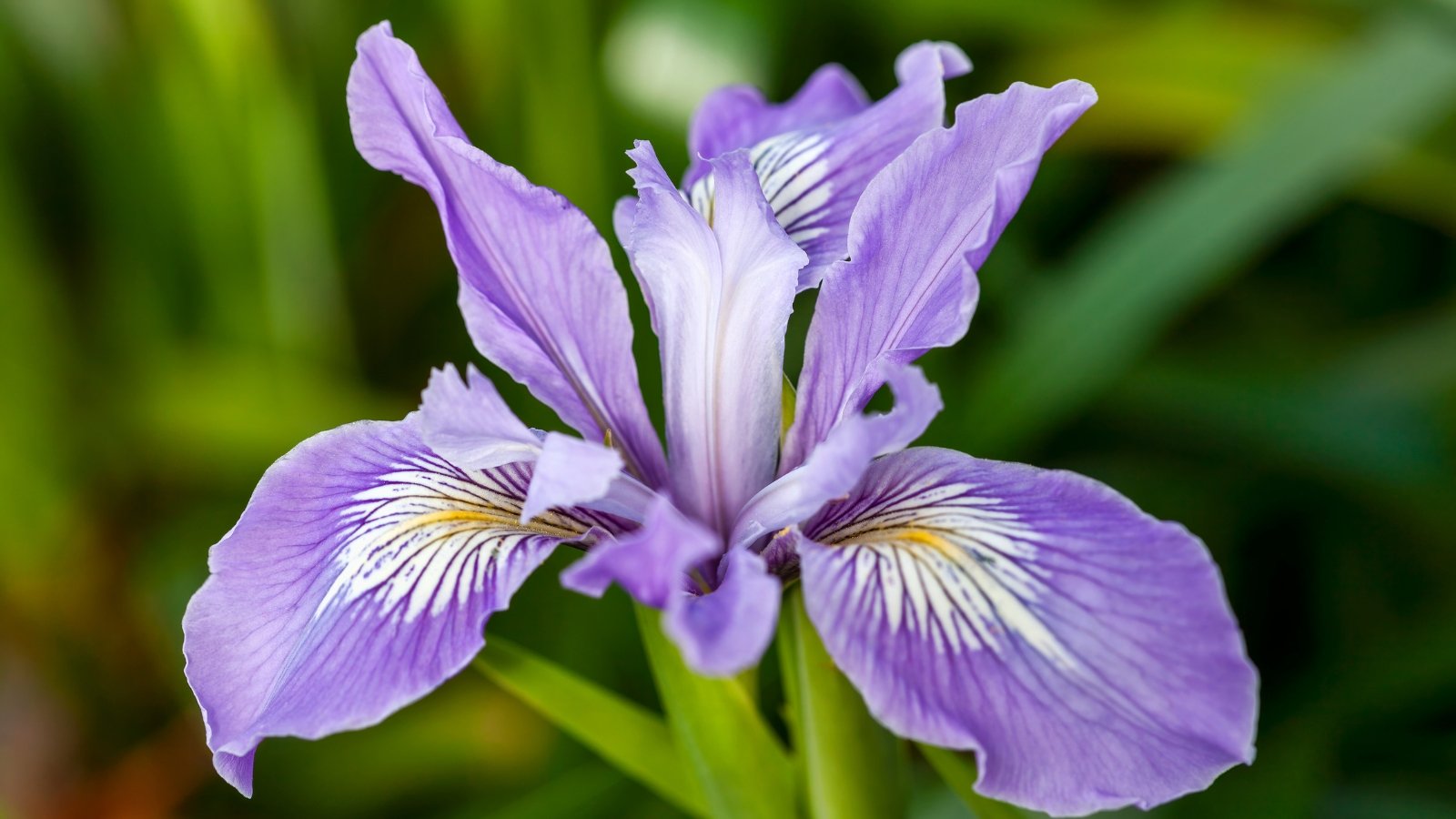 Elegant perennial with strap-shaped green leaves and a tall stem bearing a large, ruffled flower in soft purple shades, accented with yellow markings.
