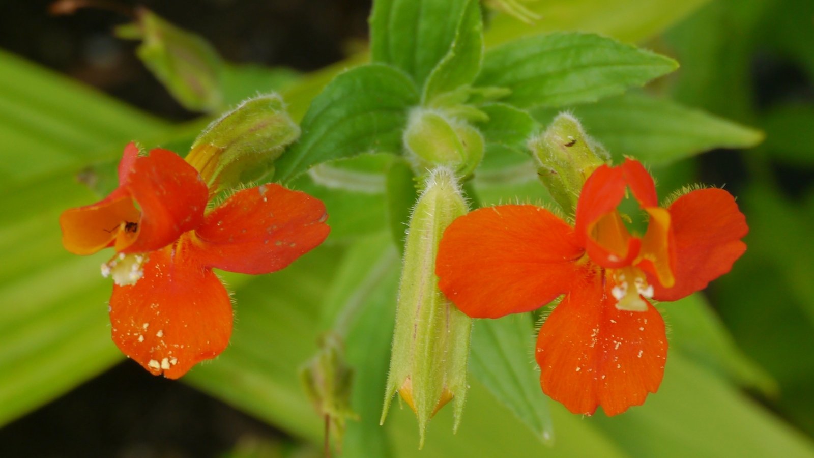 Tall, bushy stems with soft green leaves and tubular scarlet-red flowers that flare outward.
