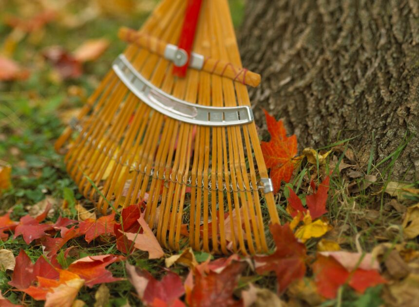 12 Fall Backyard Care Recommendations for Inexperienced, Lush Spring Grass