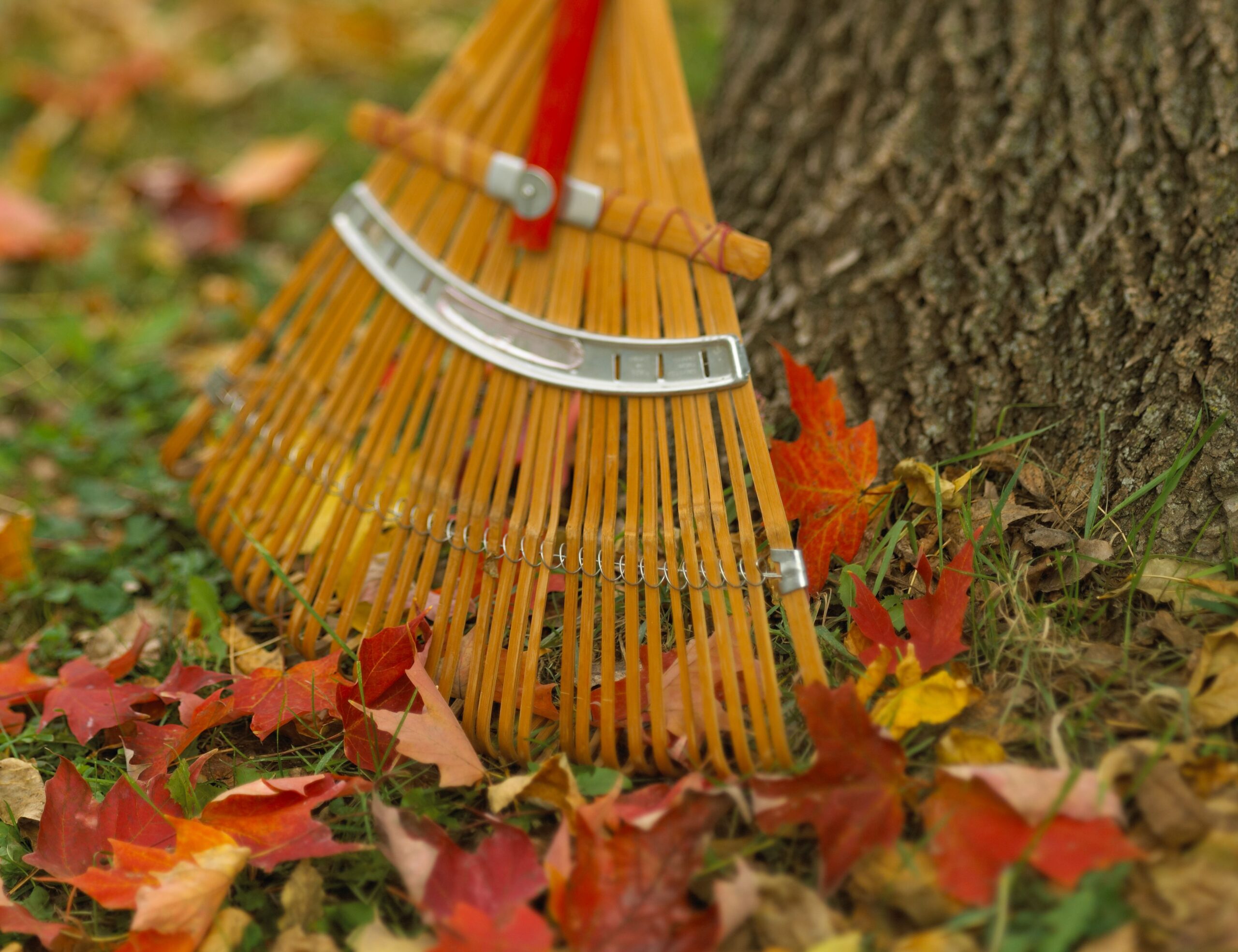 12 Fall Backyard Care Recommendations for Inexperienced, Lush Spring Grass