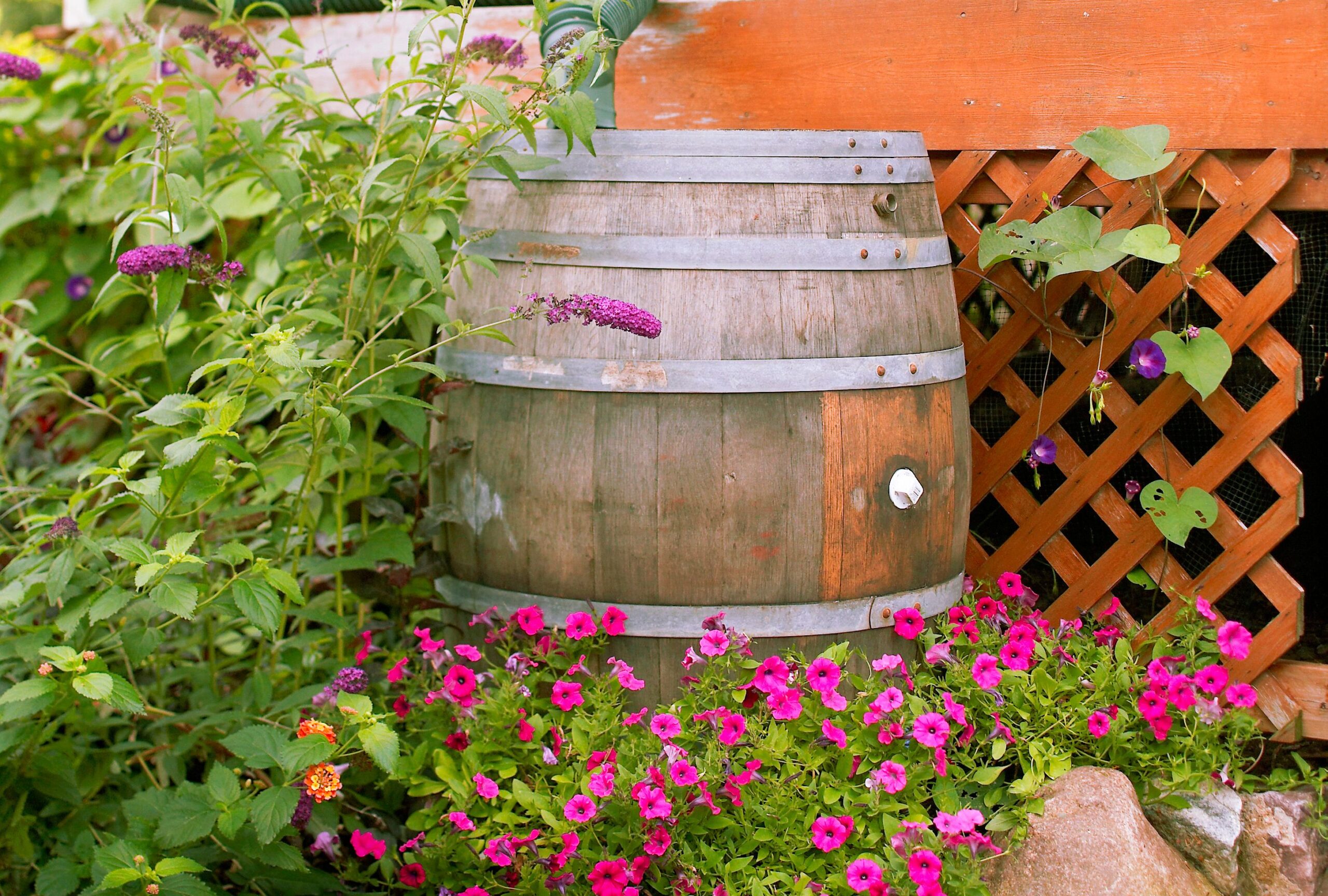 When and Find out how to Winterize Your Rain Barrel