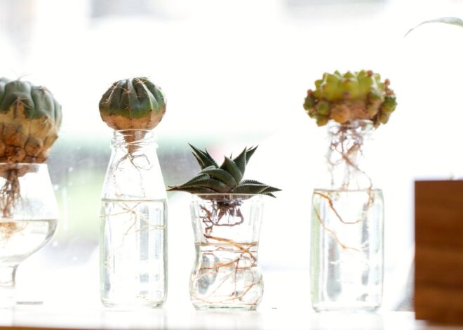 Can Succulents Develop in Water?